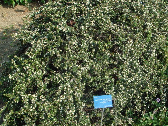 Cotoneaster microphyllus 'Melanotricha'